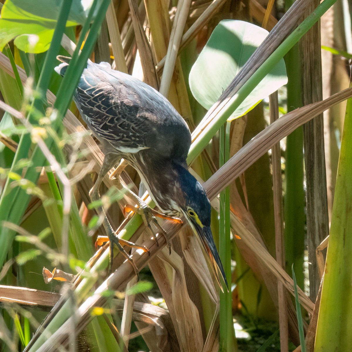 Green Heron - ML633094797