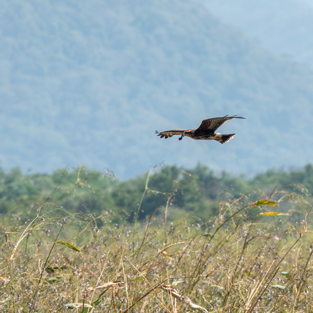 Snail Kite - ML633094808