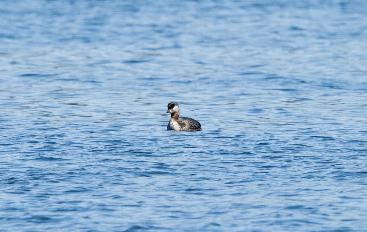 Red-necked Grebe - ML633094809