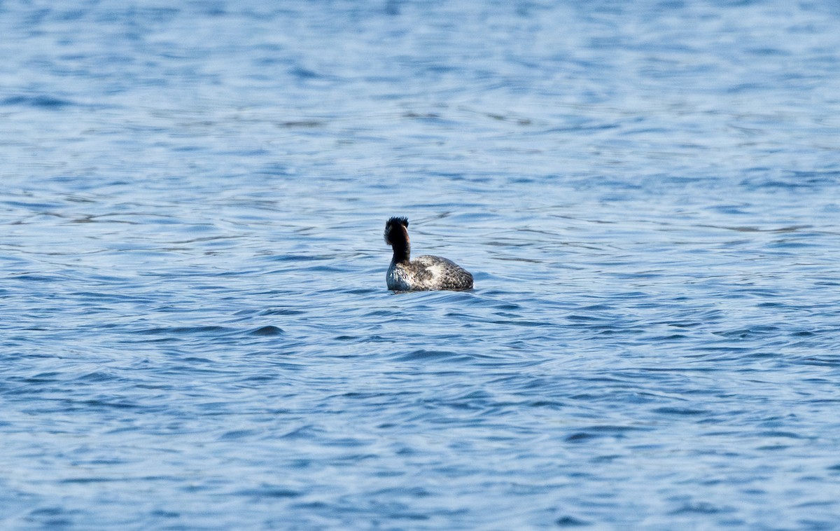 Red-necked Grebe - ML633094810