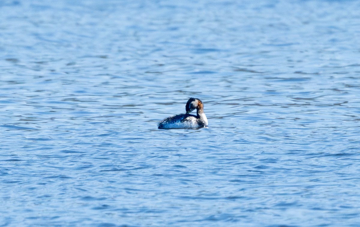 Red-necked Grebe - ML633094811