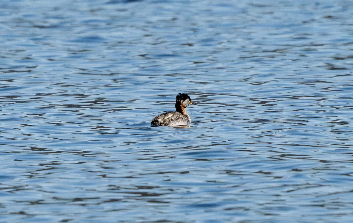 Red-necked Grebe - ML633094812
