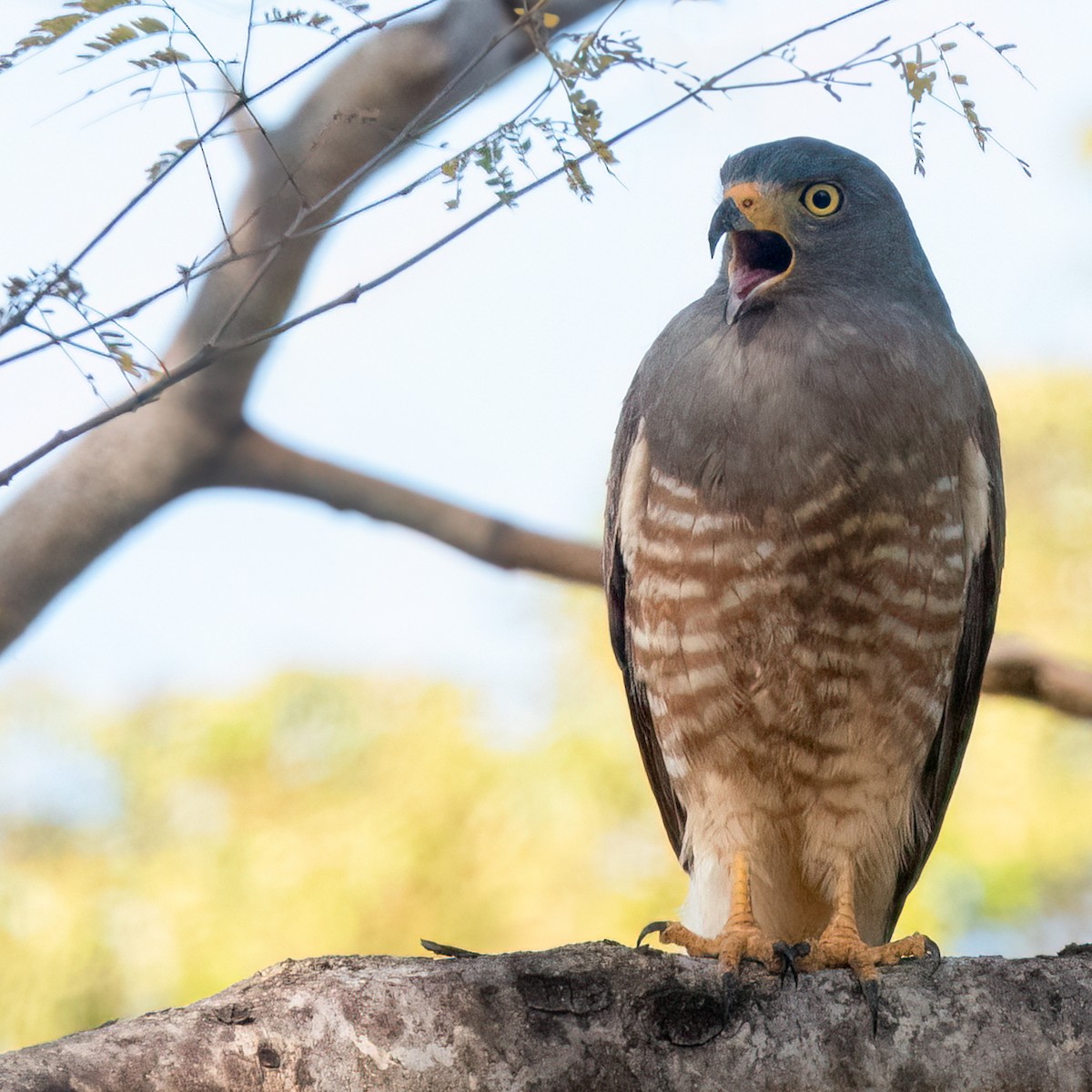 Roadside Hawk - ML633094815