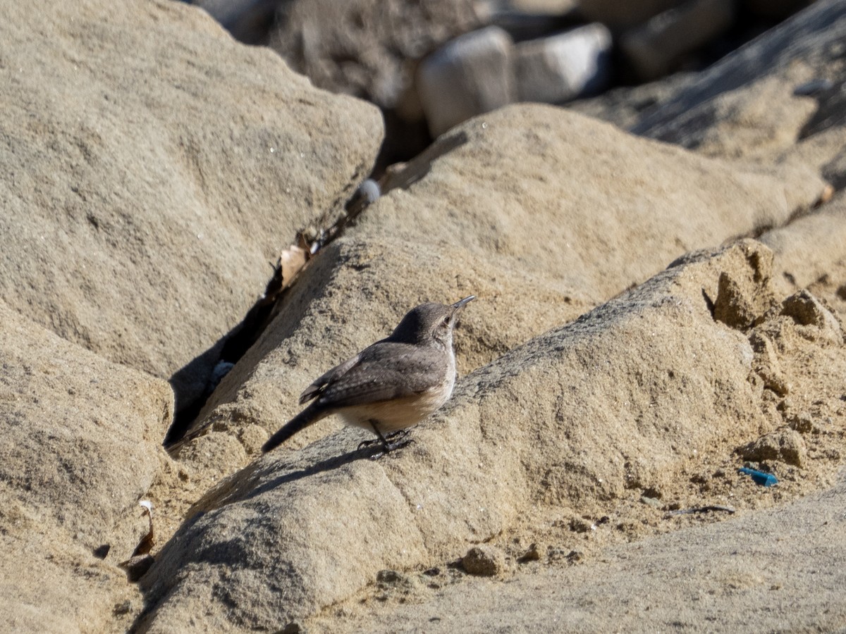Rock Wren - ML633094898