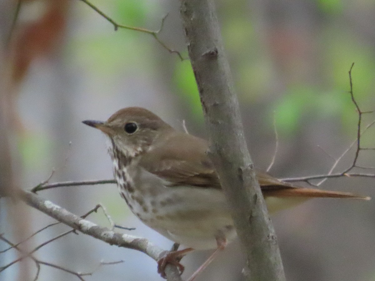 Hermit Thrush - ML633094925
