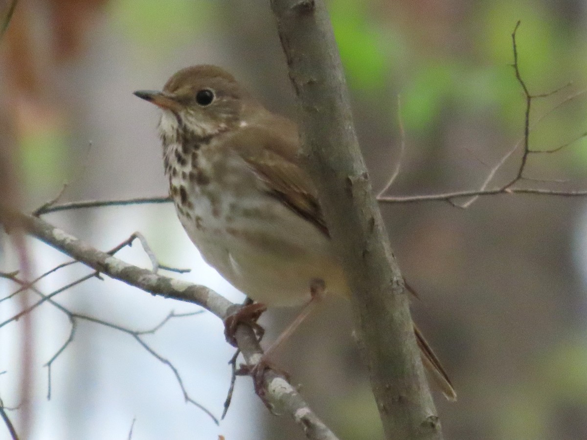 Hermit Thrush - ML633094926