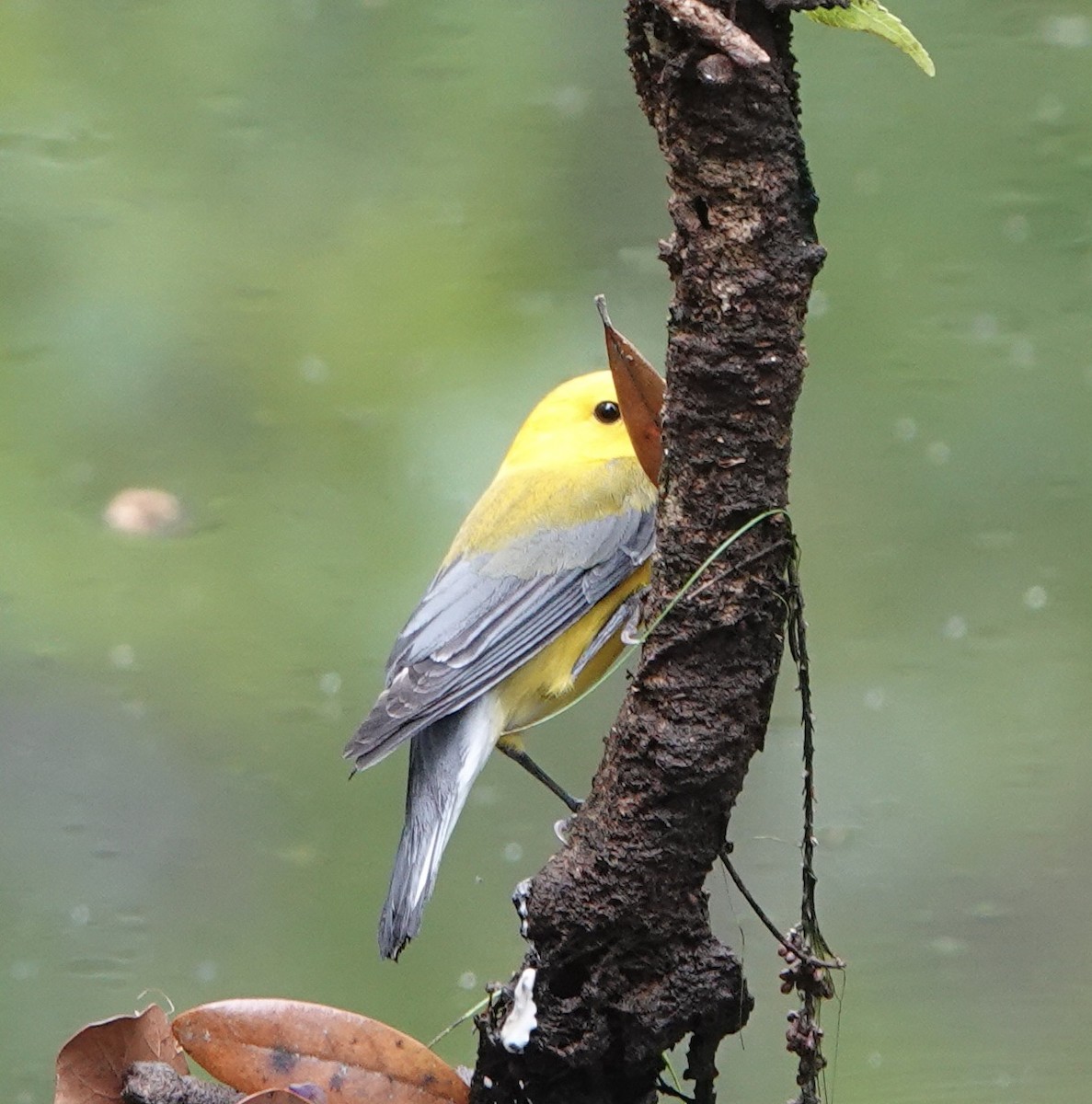 Prothonotary Warbler - ML633094928