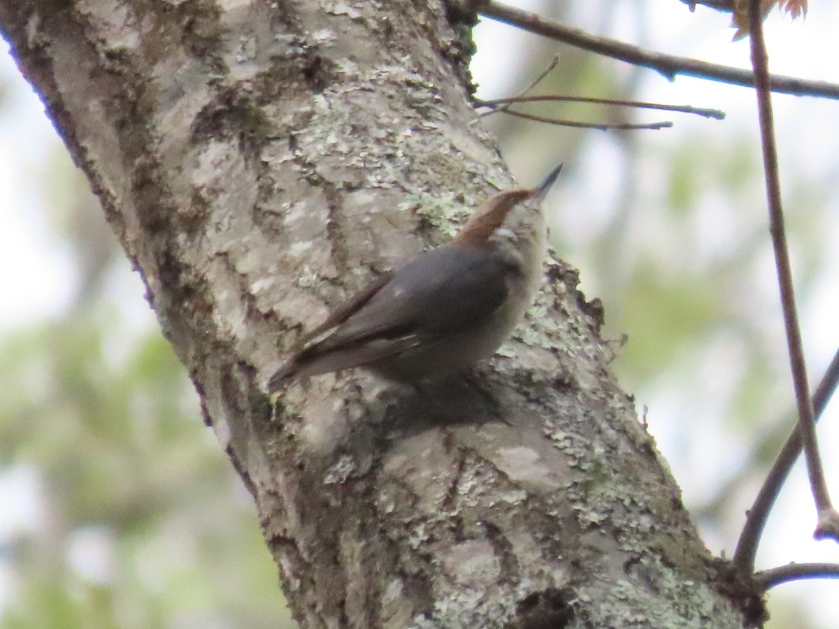 Brown-headed Nuthatch - ML633094952
