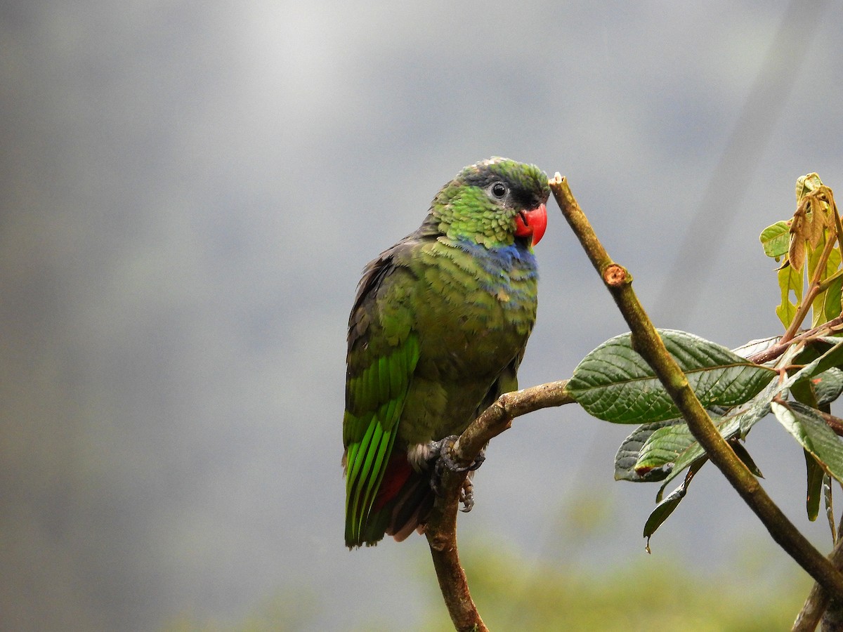 Dunenkopfpapagei - ML633094999