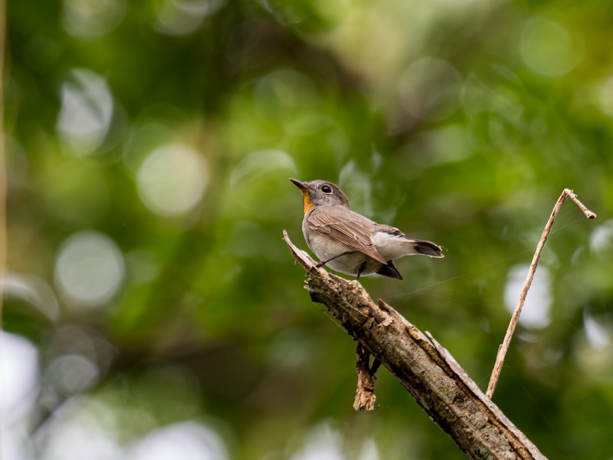 Хурган намнаа - ML633095214