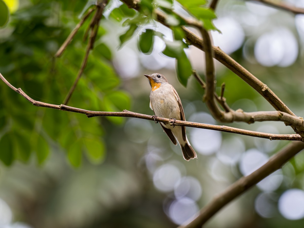 Хурган намнаа - ML633095219