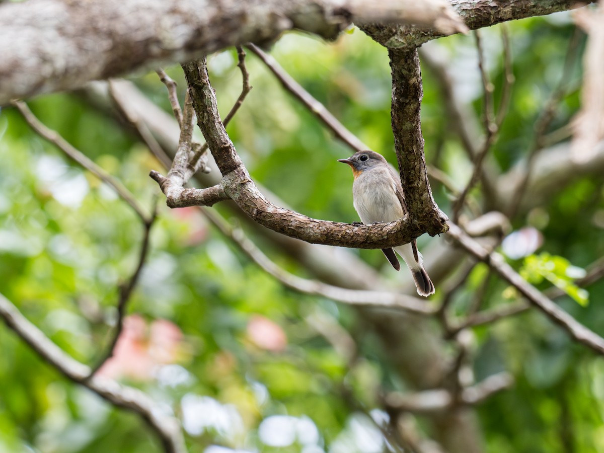 Хурган намнаа - ML633095224