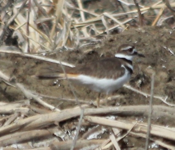Killdeer - ML633095407