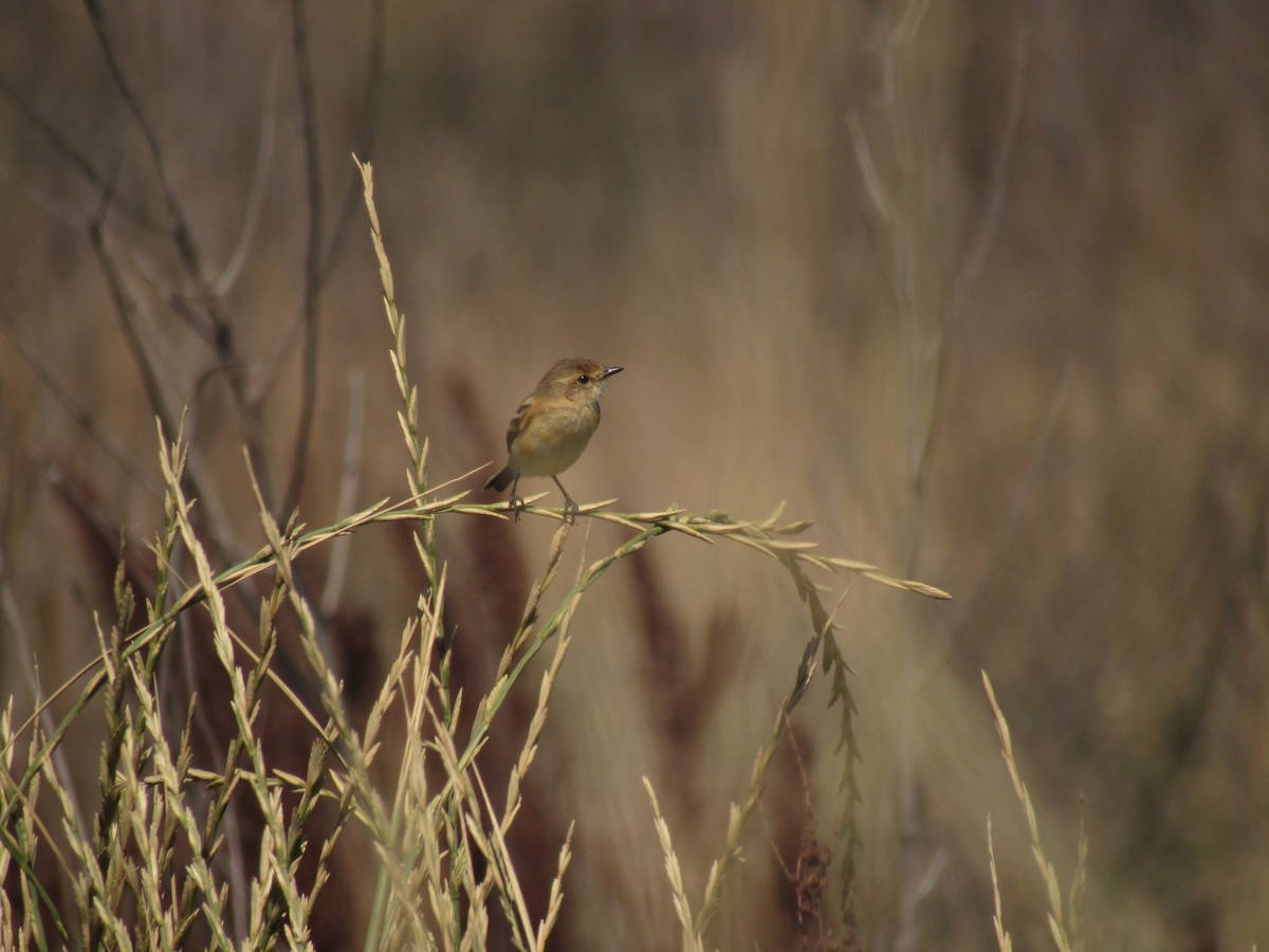 Bearded Tachuri - ML633095524