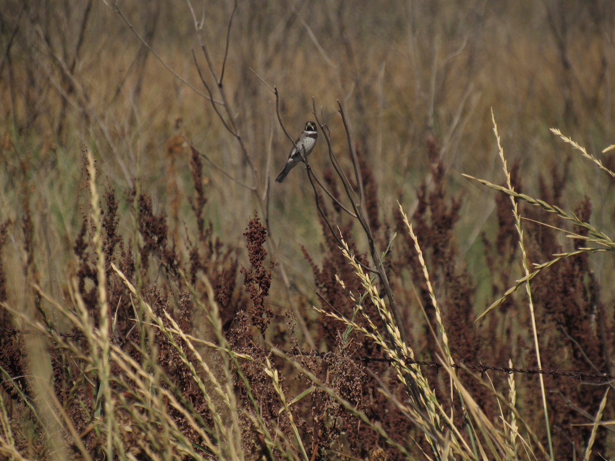 Double-collared Seedeater - ML633095555