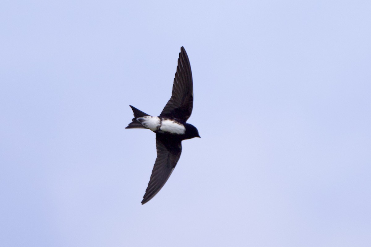 Caribbean Martin - ML633095715