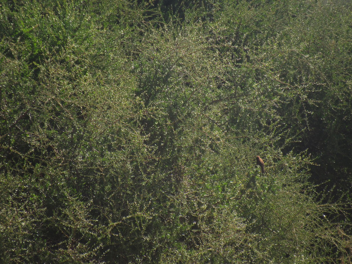 Bran-colored Flycatcher - ML633095719