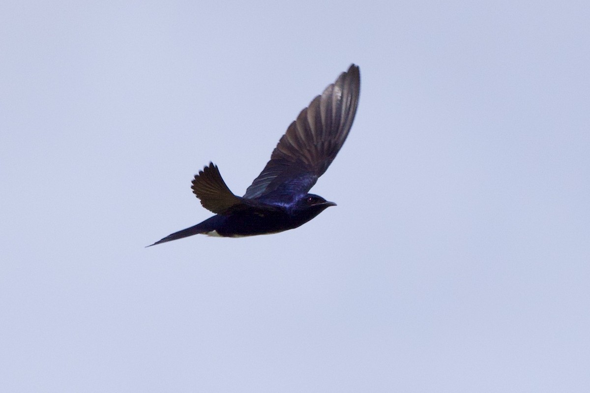 Caribbean Martin - ML633095722