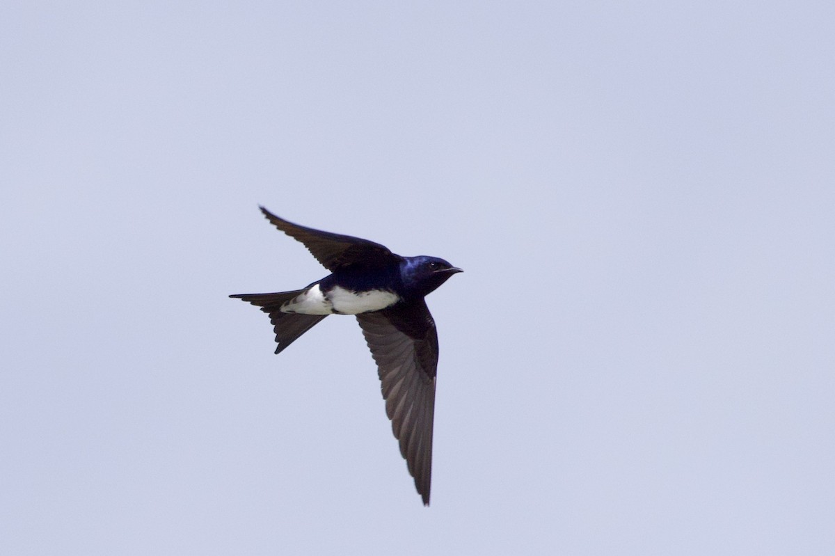 Caribbean Martin - ML633095725