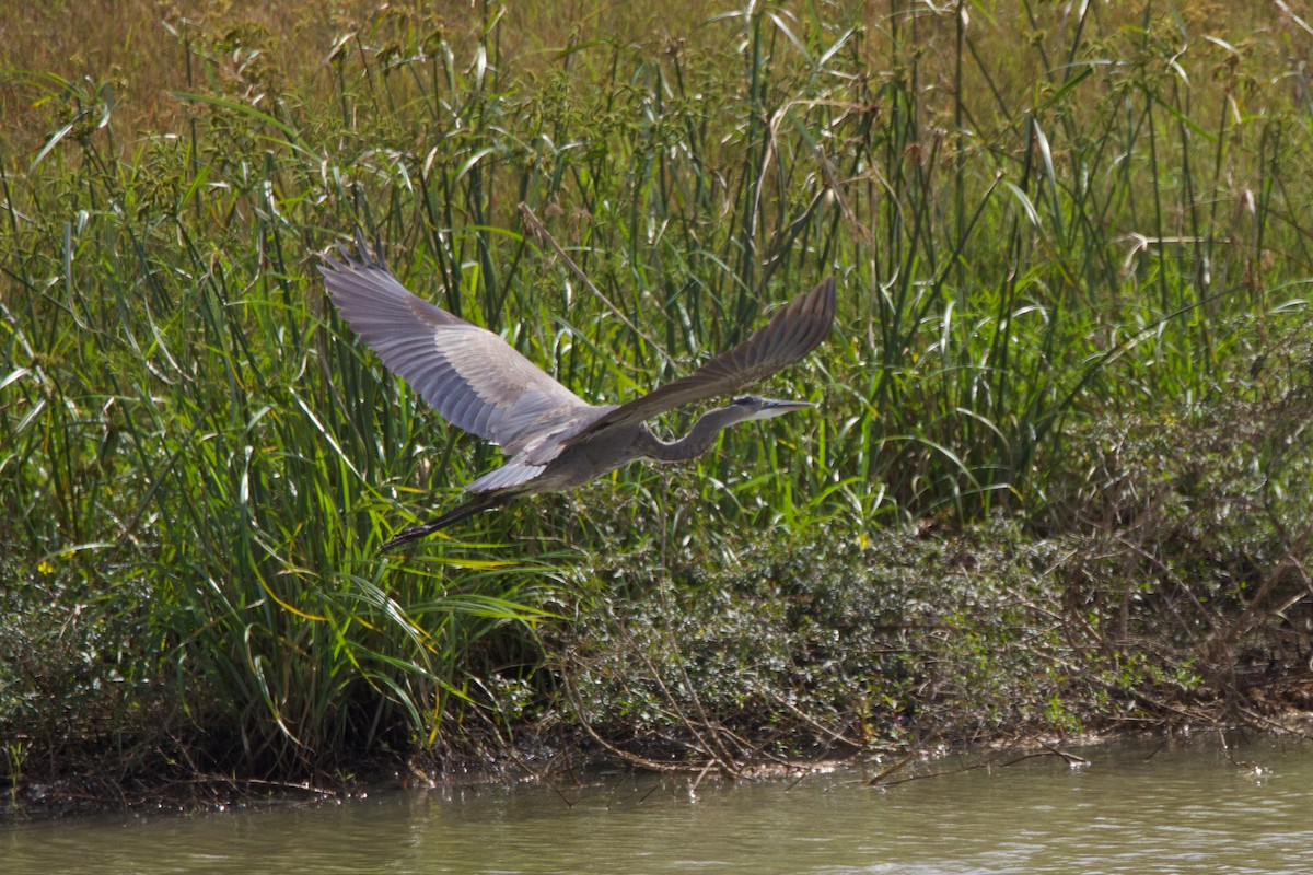 Great Blue Heron - ML633095840
