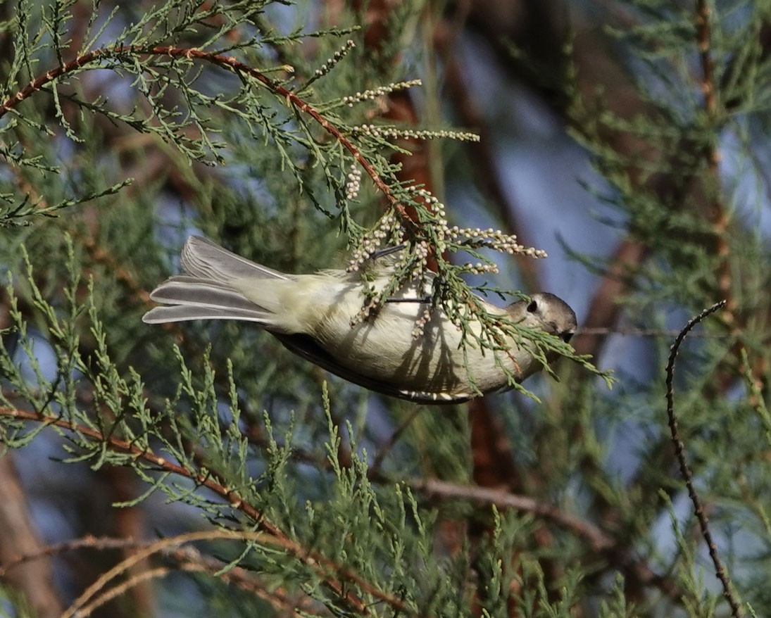 sangvireo - ML633095882