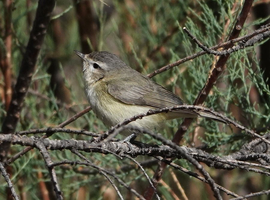 sangvireo - ML633095888
