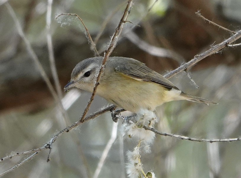sangvireo - ML633095896