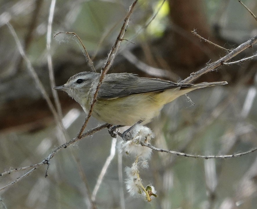sangvireo - ML633095897