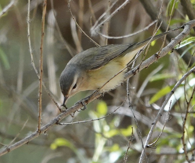 sangvireo - ML633095898