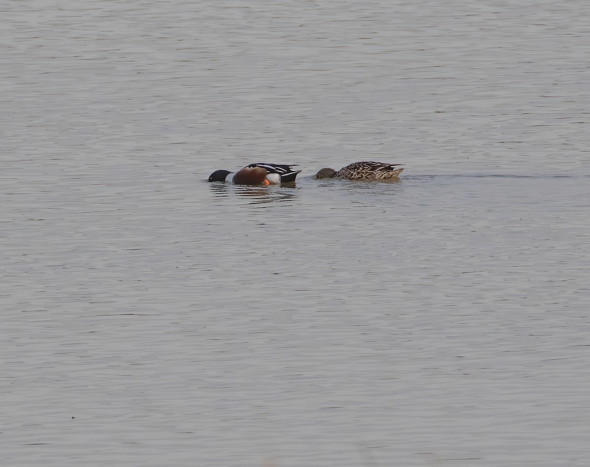 Northern Shoveler - Keith Watson