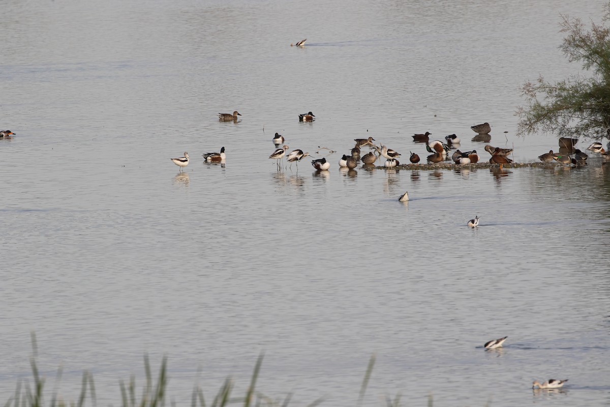 American Avocet - ML633096409
