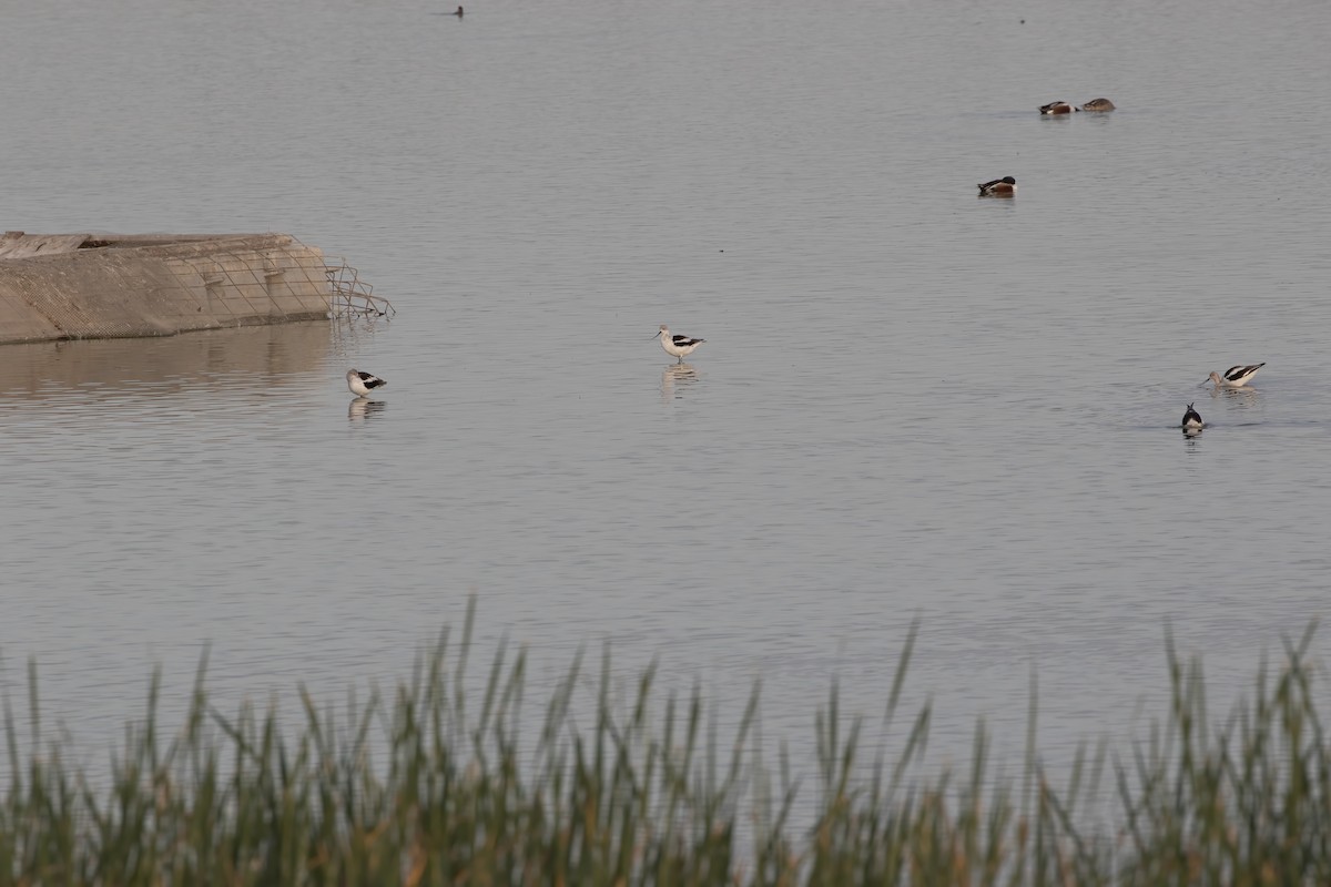 American Avocet - ML633096410