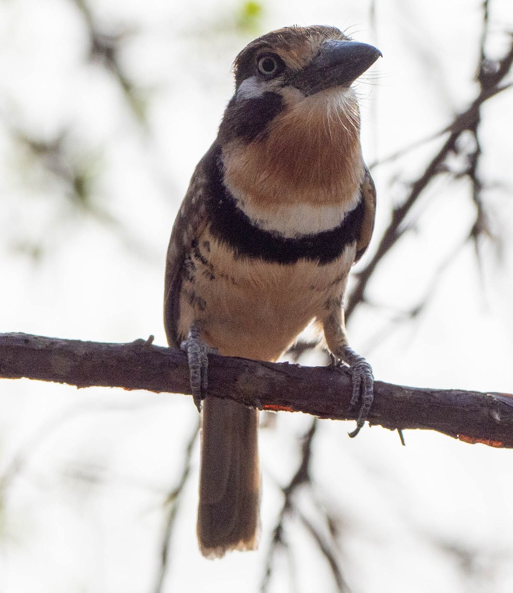 Russet-throated Puffbird - Richard Thunen