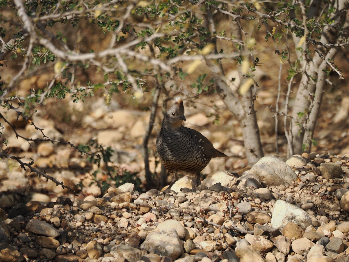 ウロコウズラ - ML633096950