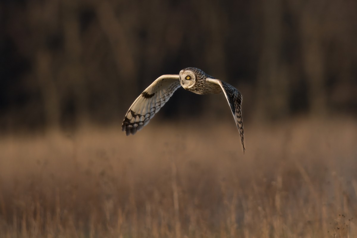 Short-eared Owl - ML633097057