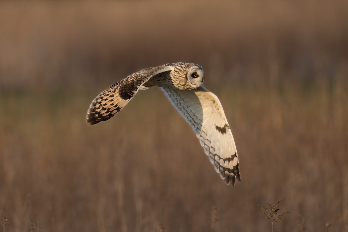 Short-eared Owl - ML633097058