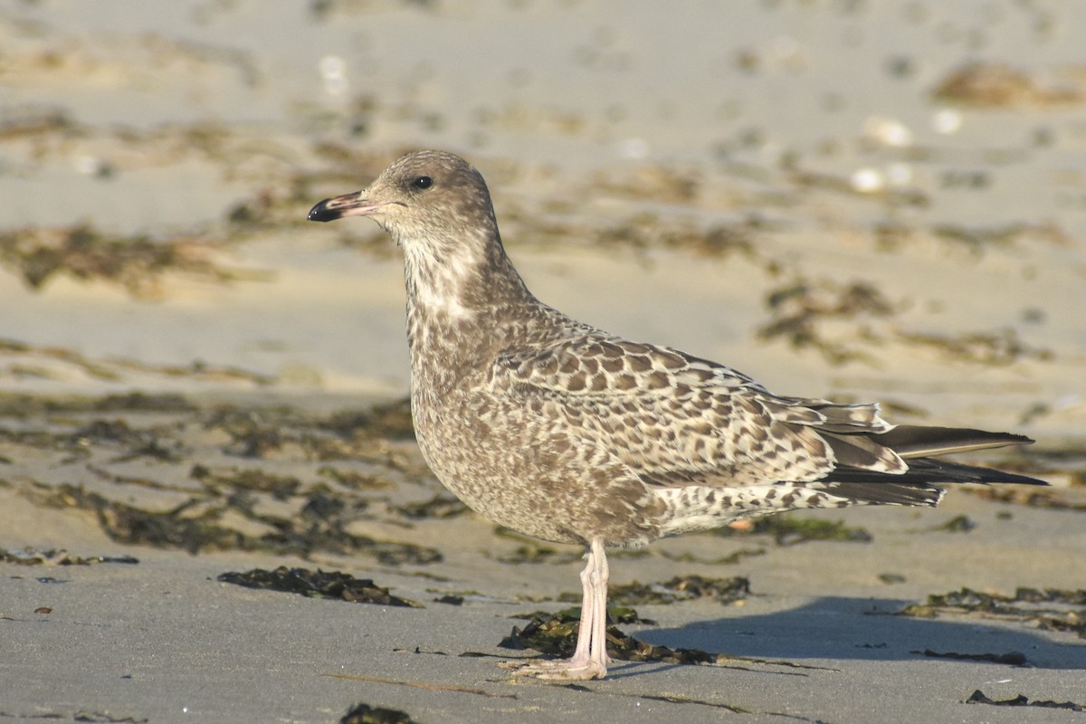 California Gull - ML633097141