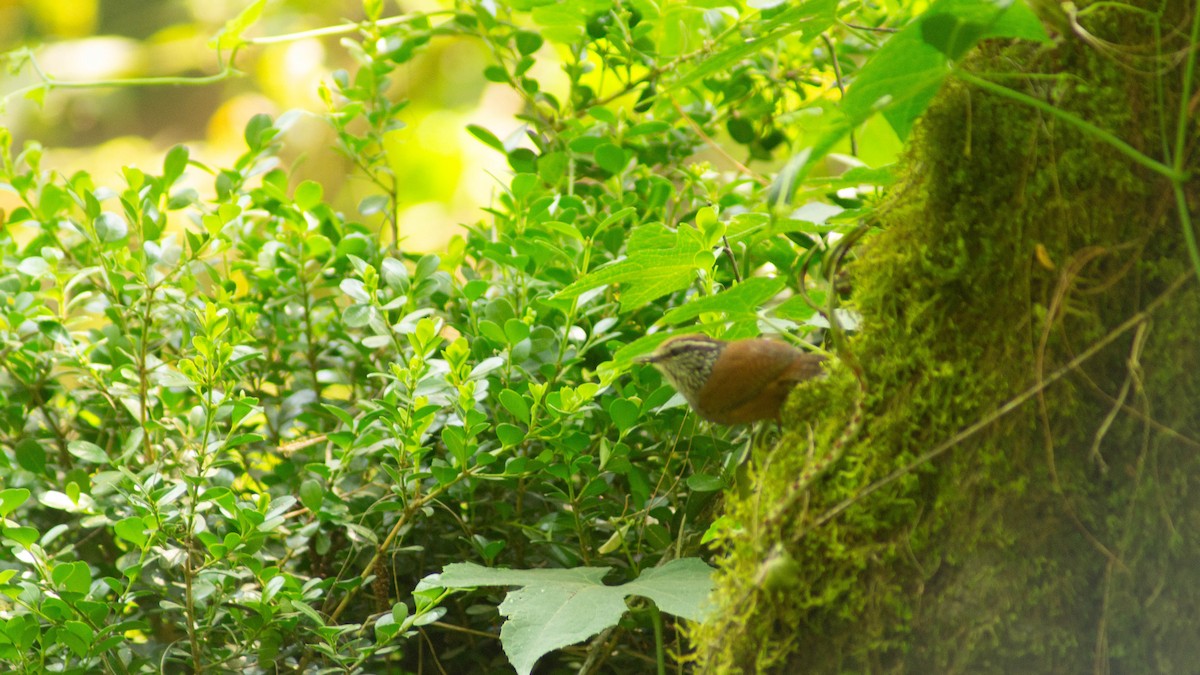 Gray-breasted Wood-Wren - ML633097146