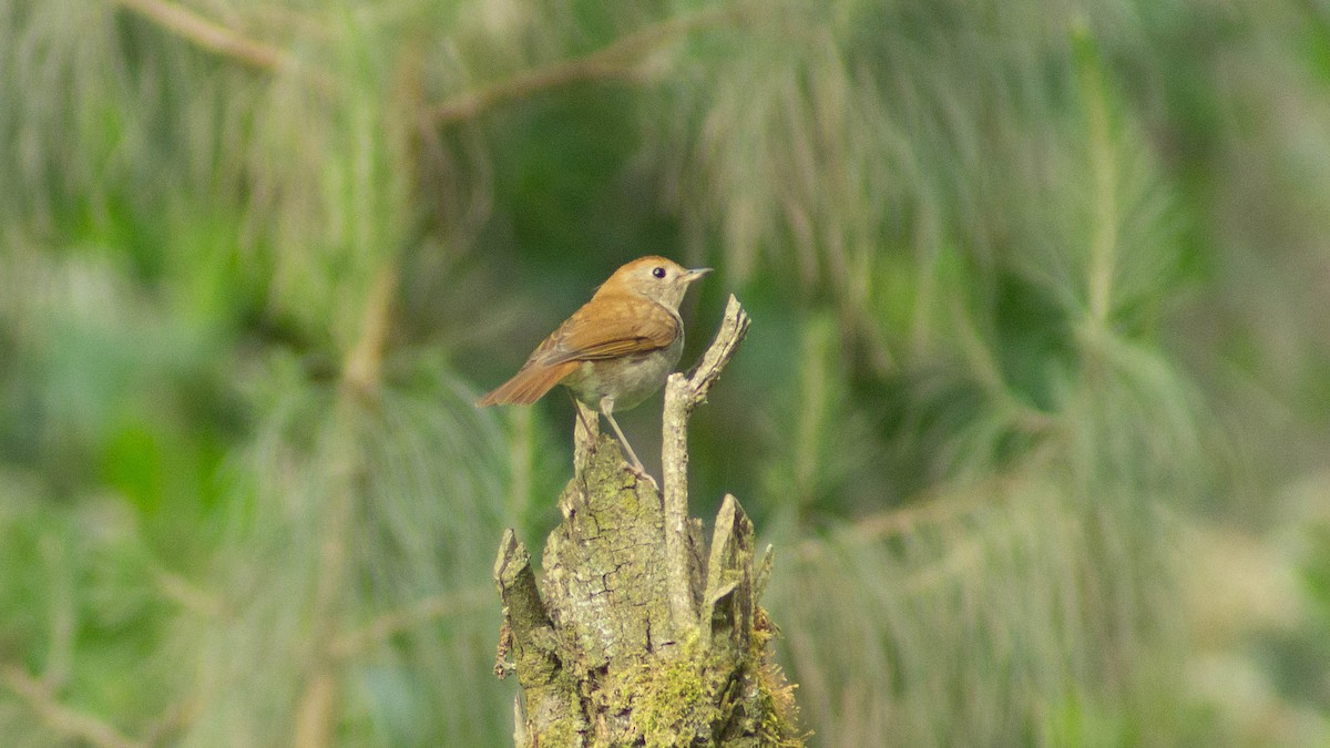 Russet Nightingale-Thrush - ML633097148