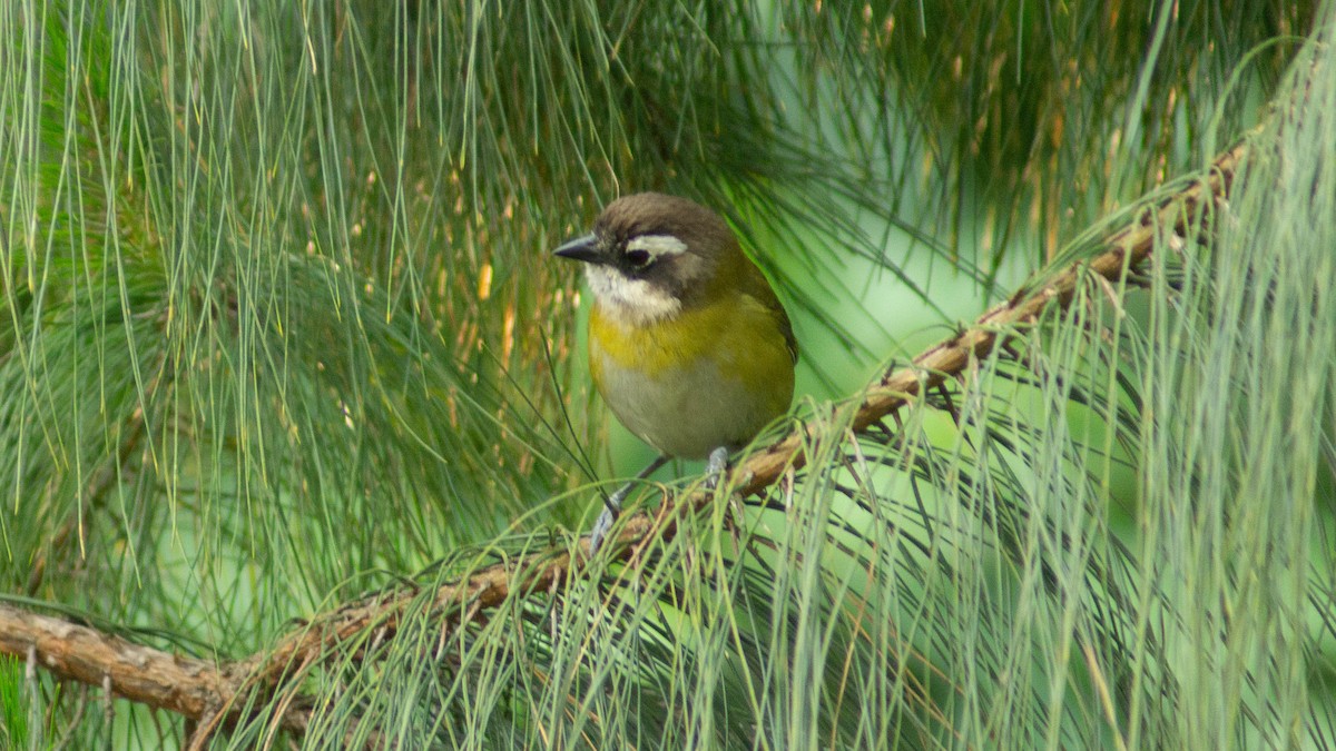 Common Chlorospingus - ML633097152