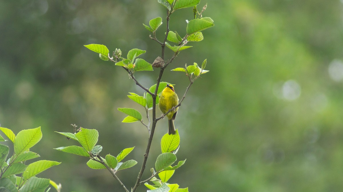 Golden-browed Warbler - ML633097165