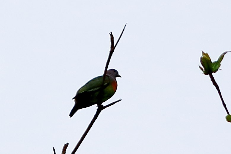 Pink-necked Green-Pigeon - ML633097170