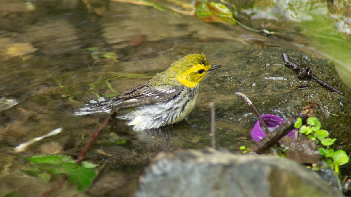 Black-throated Green Warbler - ML633097179