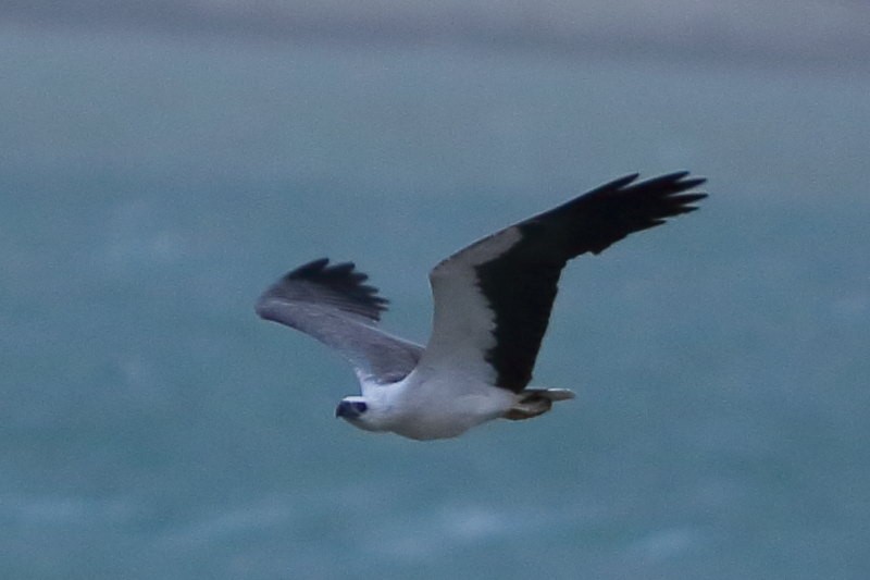 White-bellied Sea-Eagle - ML633097184