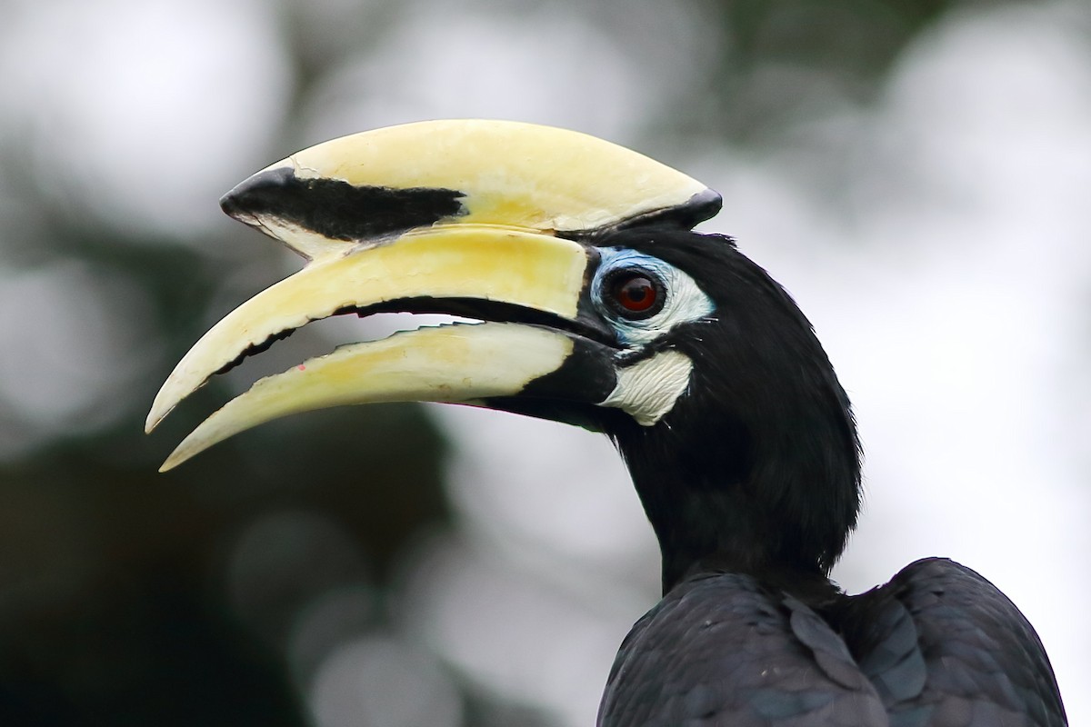 Oriental Pied-Hornbill - ML633097201