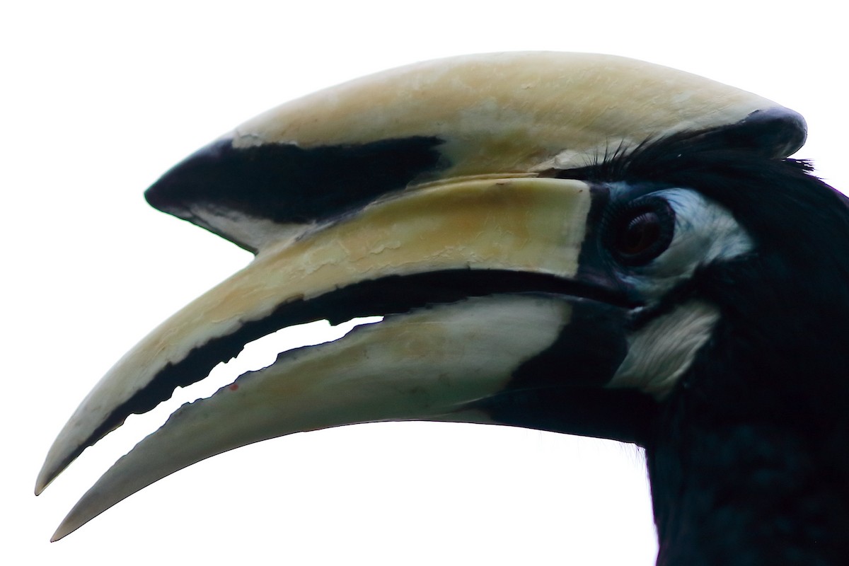 Oriental Pied-Hornbill - ML633097206