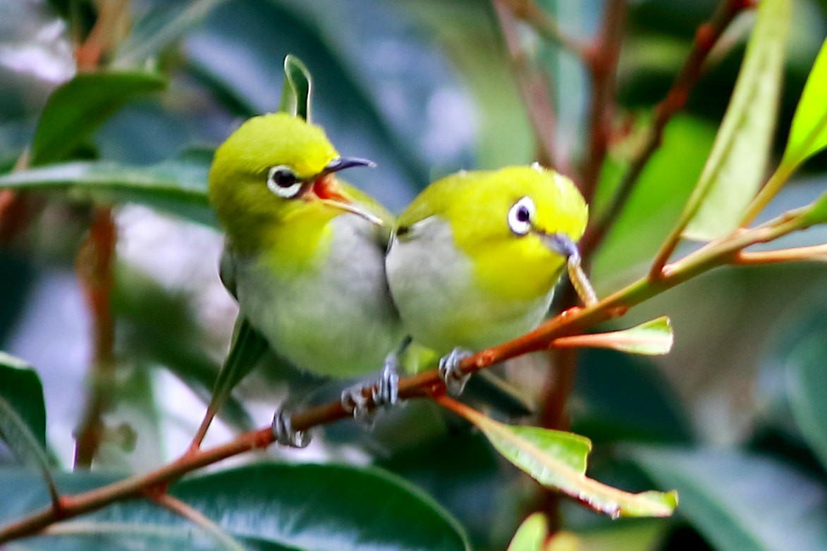 Swinhoe's White-eye - ML633097236