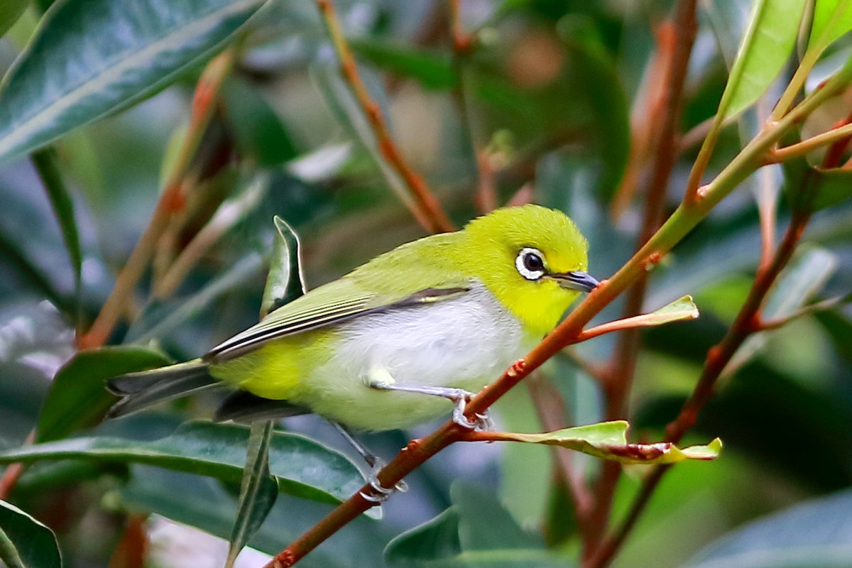 Swinhoe's White-eye - ML633097237