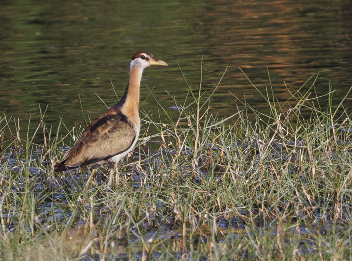Jacana bronzé - ML633097276