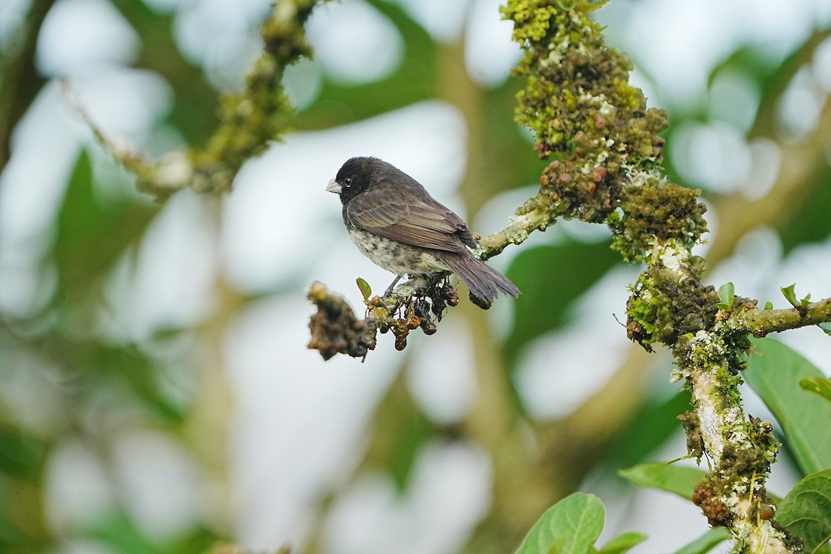 Variable Seedeater - ML633097298